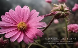 花开花落，如何应对人生无常的挑战？