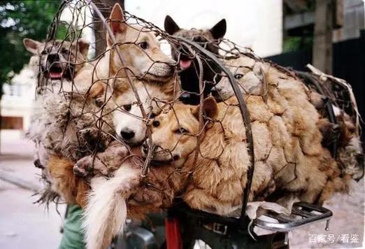 玉林狗肉节,传统还是残忍?争议背后谁之过?-图3 玉林狗肉节,传统还是残忍?争议背后谁之过?-图3