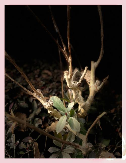 残缺为何能成就美？-图3