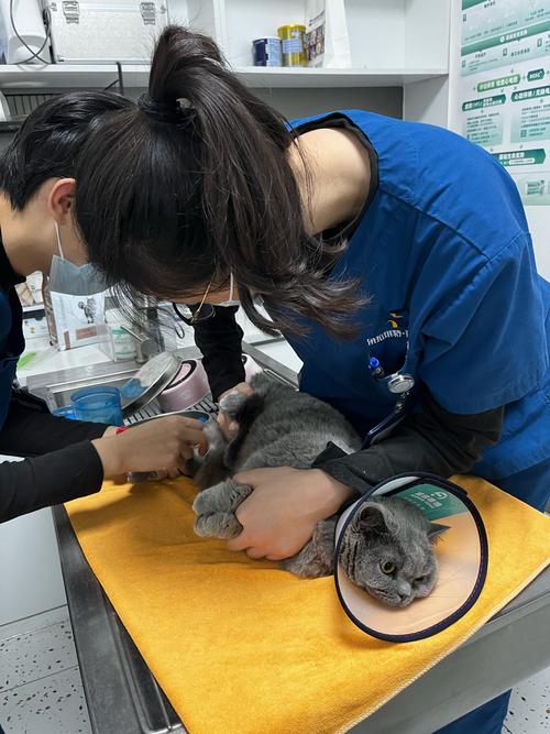 宠物辅导真能治愈心灵吗?-图2 宠物辅导真能治愈心灵吗?-图2