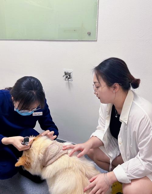 宠物辅导真能治愈心灵吗?-图3 宠物辅导真能治愈心灵吗?-图3