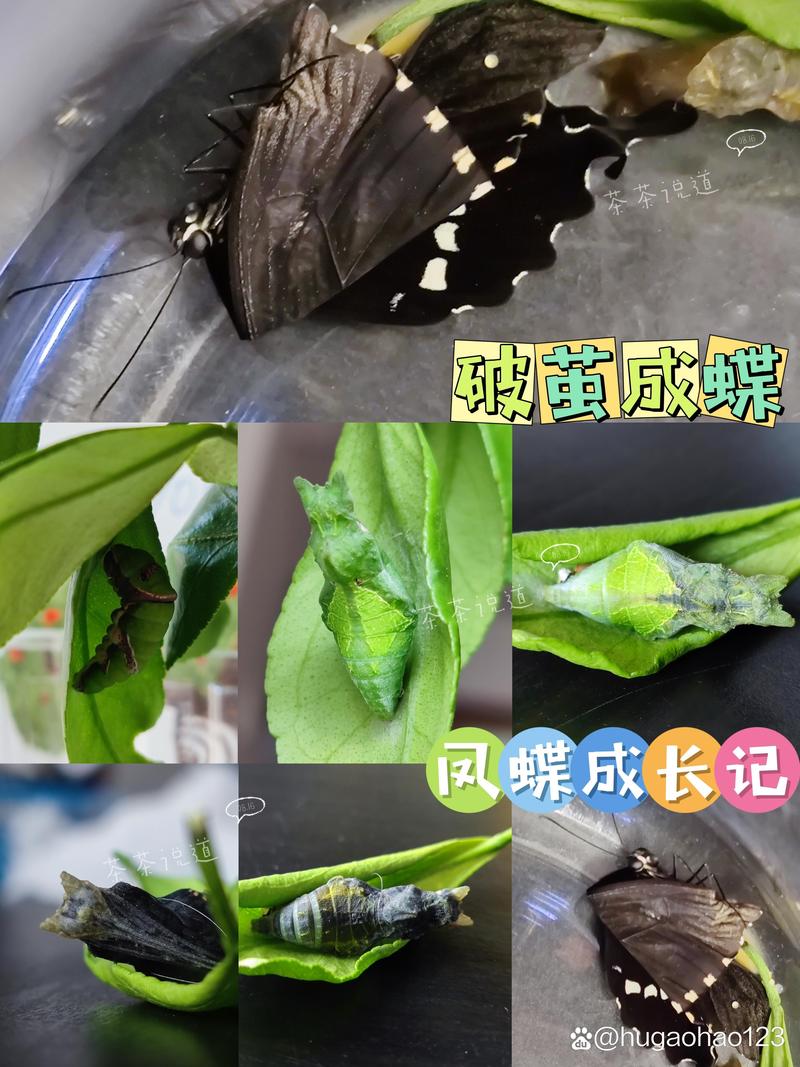 蛹化蝶，是蜕变还是幻灭？-图2