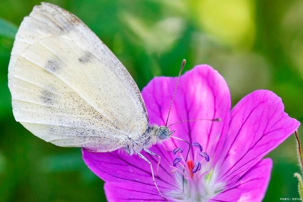 依米花为何能在绝境中绽放奇迹?-图1 依米花为何能在绝境中绽放奇迹?-图1