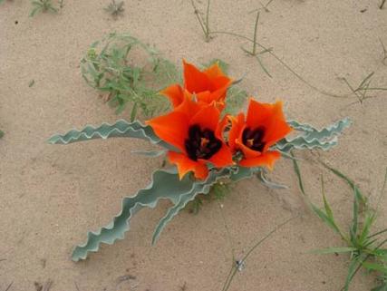 依米花为何能在绝境中绽放奇迹?-图2 依米花为何能在绝境中绽放奇迹?-图2