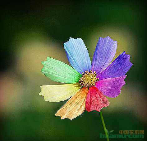 依米花为何能在绝境中绽放奇迹?-图3 依米花为何能在绝境中绽放奇迹?-图3