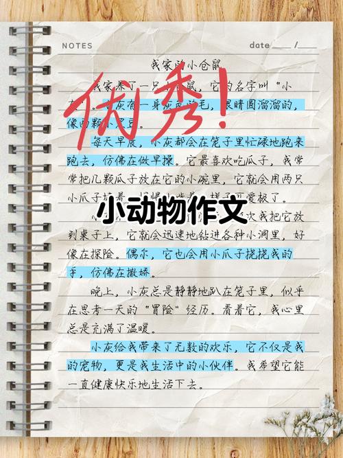 如何用行动践行对小动物的关爱?-图3 如何用行动践行对小动物的关爱?-图3