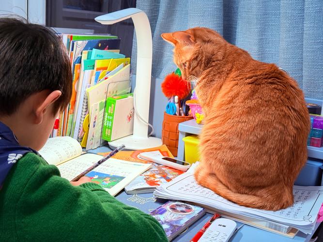 辅导导猫?猫咪也需要辅导吗?-图1 辅导导猫?猫咪也需要辅导吗?-图1