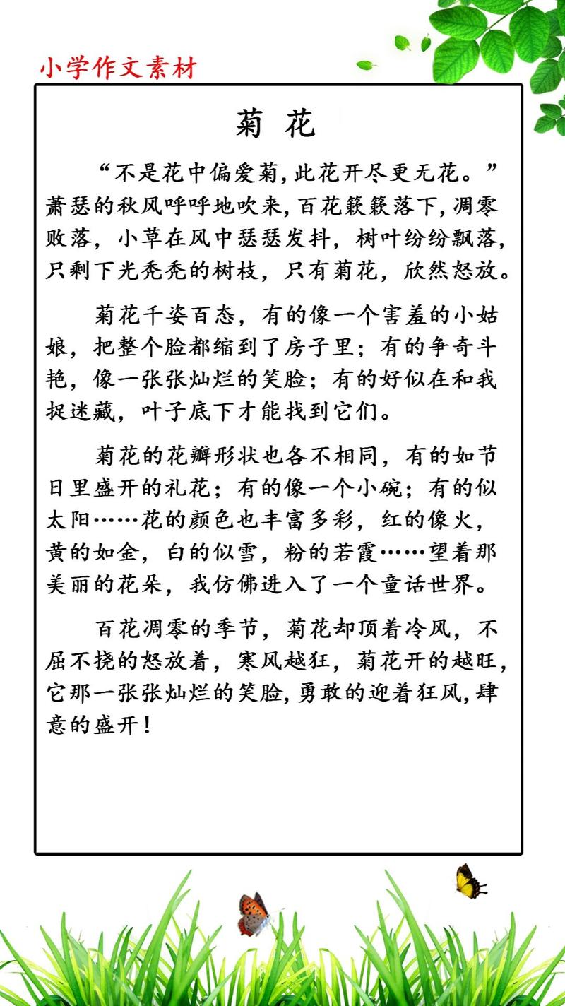 野菊精神，何以照亮人生？-图1